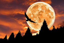 Кету и Раху в домах: о чем они говорят? (Ведическая астрология)